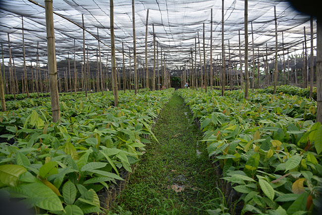 3.5T trees planted in Pinamungajan uplands